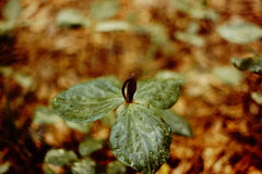 Trillium gracile