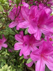 Rhododendron pulchrum phoeniceum