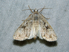 Anaplectoides pressus