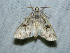 Anaplectoides pressus