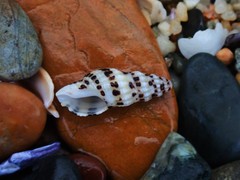 Maculotriton serriale