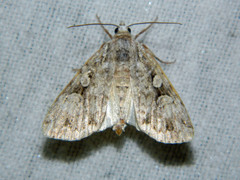 Anaplectoides pressus