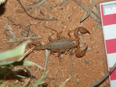 Urodacus centralis