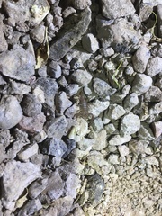 Serradigitus wupatkiensis