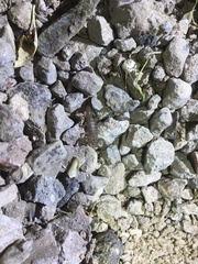 Serradigitus wupatkiensis