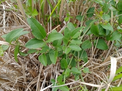 Clematis chinensis tatushanensis