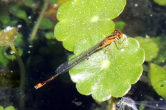 Enallagma pollutum