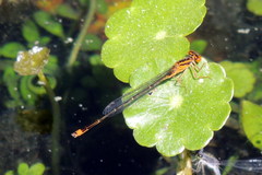 Enallagma pollutum