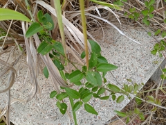 Clematis chinensis tatushanensis