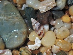 Pseudamycla dermestoidea