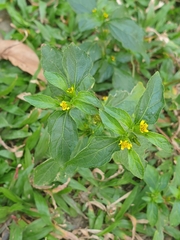 Synedrella nodiflora