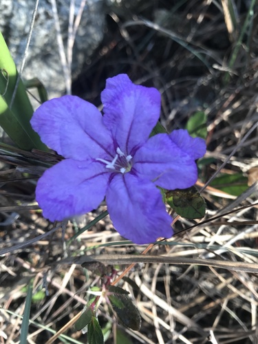 Ruellia caroliniensis image