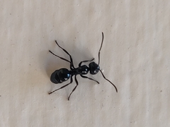 Polyrhachis pagana