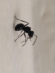 Polyrhachis pagana
