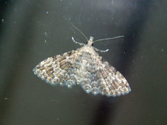 Alucita adriendenisi
