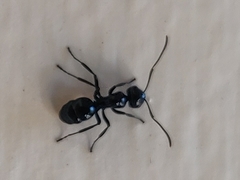 Polyrhachis pagana