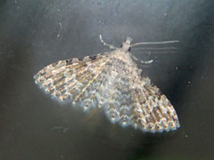 Alucita adriendenisi