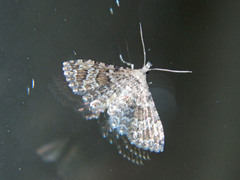 Alucita adriendenisi