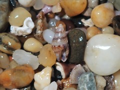 Pseudamycla dermestoidea