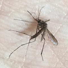 Aedes notoscriptus