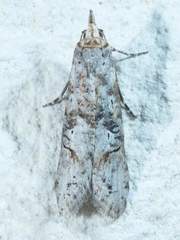 Ellabella melanoclista