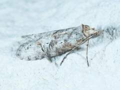 Ellabella melanoclista