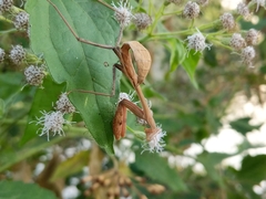 Hierodula membranacea