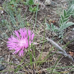 Psephellus turgaicus