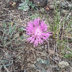 Psephellus turgaicus