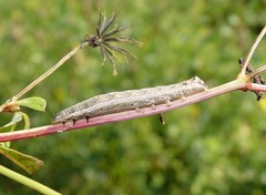 Condicinae