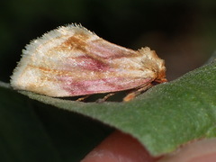 Chamaeclea basiochrea