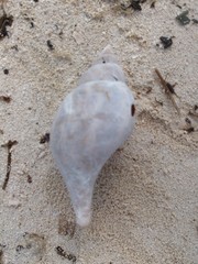 Fasciolariidae
