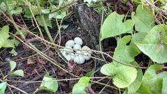 Dendrocygna autumnalis