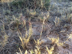 Muhlenbergia arenacea