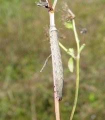 Condicinae