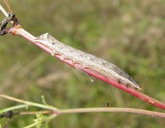 Condicinae