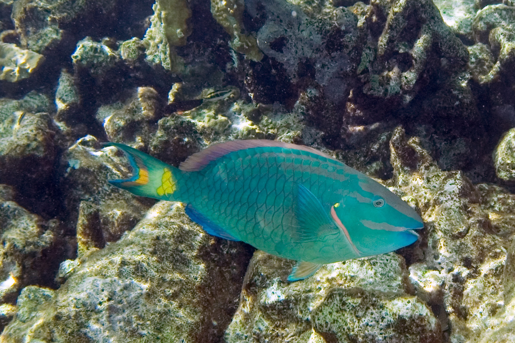 pictures of parrot fish in water