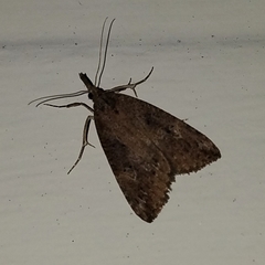 Hypena humuli