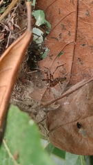 Dendrolycosa