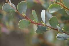 Acacia alpina