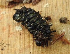 Opodiphthera eucalypti