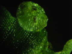 Trichomanes membranaceum