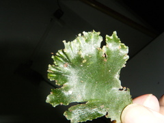 Trichomanes membranaceum