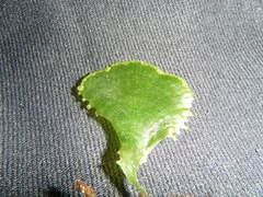 Trichomanes membranaceum