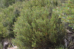 Acacia alpina