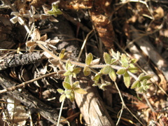 Galium californicum californicum