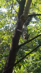 Sciurus variegatoides