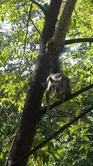 Sciurus variegatoides