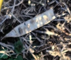 Albizia julibrissin julibrissin