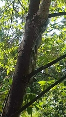 Sciurus variegatoides